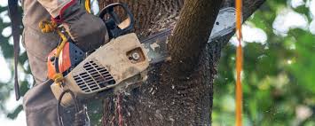 Best Tree Disease Treatment  in Haddon Heights, NJ