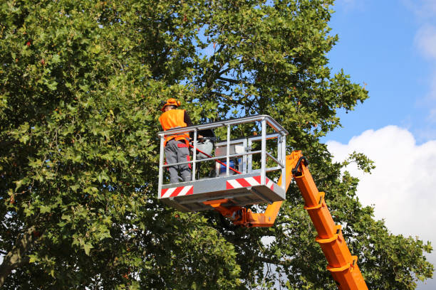 Best Lawn Maintenance Plans  in Haddon Heights, NJ