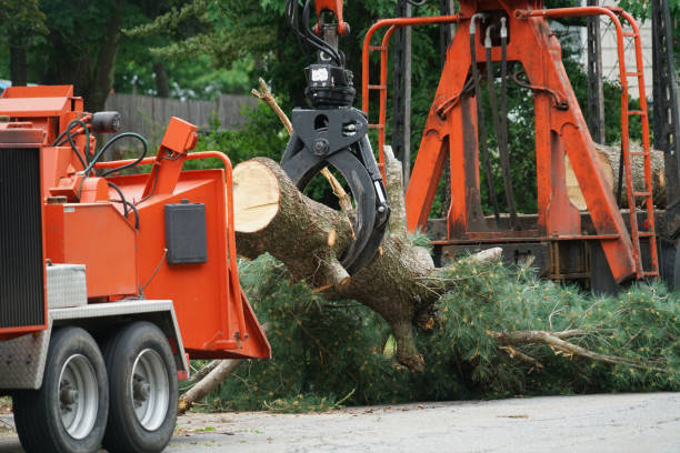 Best Lawn Pest Prevention  in Haddon Heights, NJ