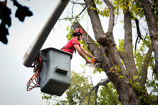  Haddon Heights, NJ Tree Services Pros