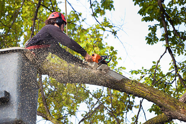 Reliable Haddon Heights, NJ Tree Services Solutions
