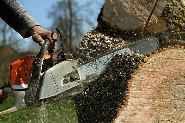 Best Utility Line Clearance  in Haddon Heights, NJ